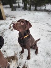 JUNO, Katze, Labrador Retriever in Großröhrsdorf - Bild 5