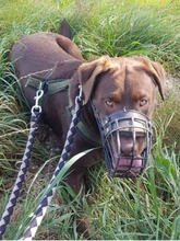 JUNO, Katze, Labrador Retriever in Großröhrsdorf - Bild 6