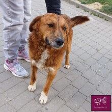BAXTOR, Hund, Mischlingshund in Rumänien - Bild 5