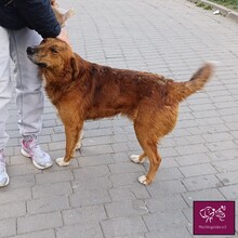 BAXTOR, Hund, Mischlingshund in Rumänien - Bild 6