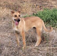 CHICA, Hund, Mischlingshund in Spanien - Bild 2