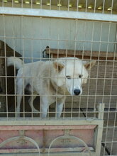 WOLF, Hund, Siberian Husky-Mix in Ungarn - Bild 1