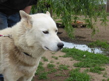 WOLF, Hund, Siberian Husky-Mix in Ungarn - Bild 2