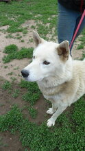 WOLF, Hund, Siberian Husky-Mix in Ungarn - Bild 3