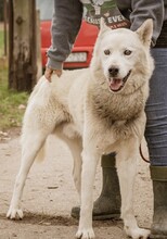 WOLF, Hund, Siberian Husky-Mix in Ungarn - Bild 4