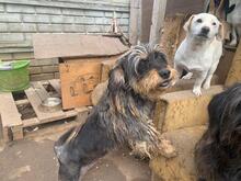 MAYA, Hund, Rauhaardackel-Mix in Ungarn - Bild 2