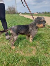 MAYA, Hund, Rauhaardackel-Mix in Ungarn - Bild 7