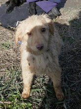 GABRIELLA, Hund, Golden Retriever-Mix in Bulgarien - Bild 10