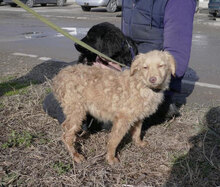 GABRIELLA, Hund, Golden Retriever-Mix in Bulgarien - Bild 11