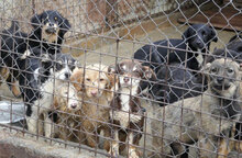 GABRIELLA, Hund, Golden Retriever-Mix in Bulgarien - Bild 12