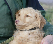 GABRIELLA, Hund, Golden Retriever-Mix in Bulgarien - Bild 2