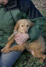 GABRIELLA, Hund, Golden Retriever-Mix in Bulgarien - Bild 3