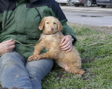 GABRIELLA, Hund, Golden Retriever-Mix in Bulgarien - Bild 4