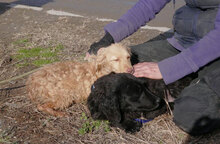 GABRIELLA, Hund, Golden Retriever-Mix in Bulgarien - Bild 5