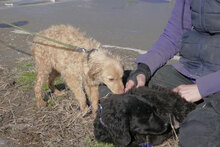 GABRIELLA, Hund, Golden Retriever-Mix in Bulgarien - Bild 6