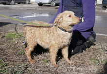 GABRIELLA, Hund, Golden Retriever-Mix in Bulgarien - Bild 7