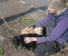 GABRIELLA, Hund, Golden Retriever-Mix in Bulgarien - Bild 8