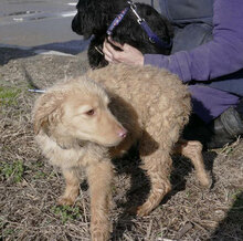 GABRIELLA, Hund, Golden Retriever-Mix in Bulgarien - Bild 9