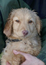 GABRIELLA, Hund, Golden Retriever-Mix in Karben - Bild 1