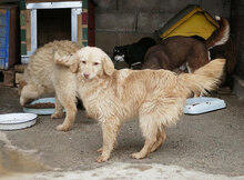 GABRIELLA, Hund, Golden Retriever-Mix in Karben - Bild 13