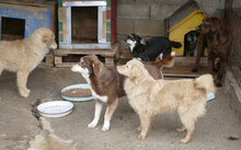 GABRIELLA, Hund, Golden Retriever-Mix in Karben - Bild 14