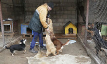 GABRIELLA, Hund, Golden Retriever-Mix in Karben - Bild 15