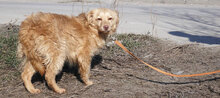 GABRIELLA, Hund, Golden Retriever-Mix in Karben - Bild 16
