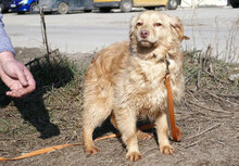 GABRIELLA, Hund, Golden Retriever-Mix in Karben - Bild 17