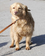 GABRIELLA, Hund, Golden Retriever-Mix in Karben - Bild 18