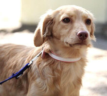 GABRIELLA, Hund, Golden Retriever-Mix in Karben - Bild 19