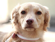GABRIELLA, Hund, Golden Retriever-Mix in Karben - Bild 20