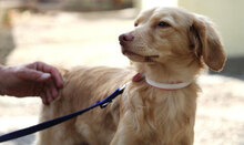 GABRIELLA, Hund, Golden Retriever-Mix in Karben - Bild 21