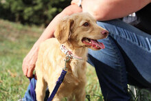 GABRIELLA, Hund, Golden Retriever-Mix in Karben - Bild 22
