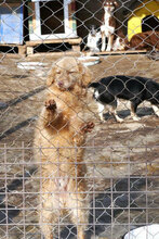 GABRIELLA, Hund, Golden Retriever-Mix in Karben - Bild 23