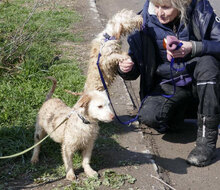 GINEVA, Hund, Golden Retriever-Mix in Bulgarien - Bild 11