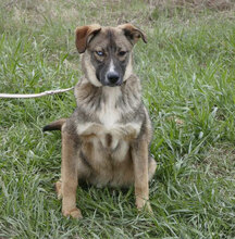 WESLEY, Hund, Siberian Husky-Mix in Bulgarien - Bild 1