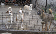 WESLEY, Hund, Siberian Husky-Mix in Bulgarien - Bild 10