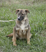 WESLEY, Hund, Siberian Husky-Mix in Bulgarien - Bild 2