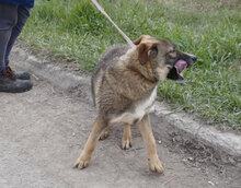 WESLEY, Hund, Siberian Husky-Mix in Bulgarien - Bild 3