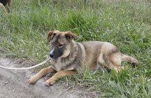 WESLEY, Hund, Siberian Husky-Mix in Bulgarien - Bild 4