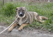 WESLEY, Hund, Siberian Husky-Mix in Bulgarien - Bild 5