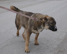 WESLEY, Hund, Siberian Husky-Mix in Bulgarien - Bild 6