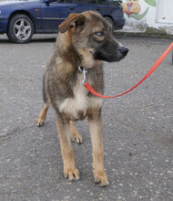 WESLEY, Hund, Siberian Husky-Mix in Bulgarien - Bild 7