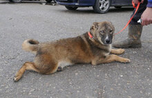 WESLEY, Hund, Siberian Husky-Mix in Bulgarien - Bild 8