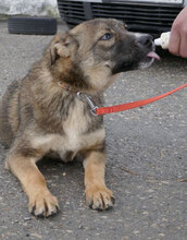 WESLEY, Hund, Siberian Husky-Mix in Bulgarien - Bild 9