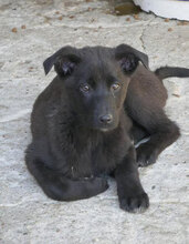 GIOIA, Hund, Mischlingshund in Bulgarien - Bild 1