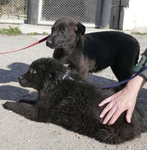 GIOIA, Hund, Mischlingshund in Bulgarien - Bild 10