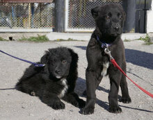 GIOIA, Hund, Mischlingshund in Bulgarien - Bild 11