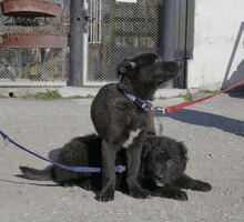 GIOIA, Hund, Mischlingshund in Bulgarien - Bild 12