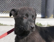 GIOIA, Hund, Mischlingshund in Bulgarien - Bild 2